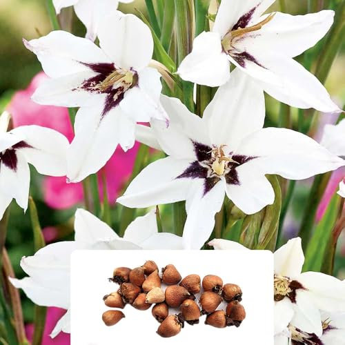 20 Acidanthera Bulbs (Syn. Gladiolus Callianthus Murielae) – Gorgeous Inverted Blooms – Perennial Summer-Flowering Plants – Ideal for UK Garden Conditions – Vibrant and Hardy Garden Flowers