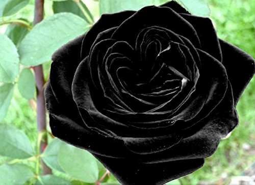 BSNKRY Cespuglio di rose di velluto nero! 10 semi! Pettine. SH!