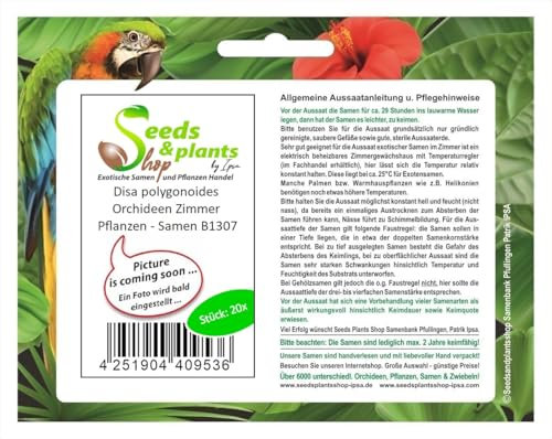Stk - 20x Disa polygonoides Orchideen Zimmer Pflanzen - Samen B1307 - Seeds & Plants Shop by Ipsa