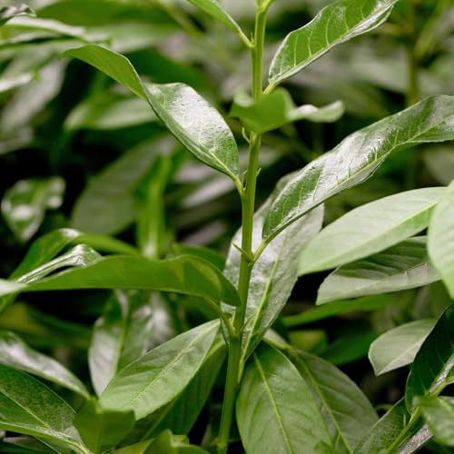 GARTEN SCHLÜTER® Kirschlorbeer Genolia 60-80 cm