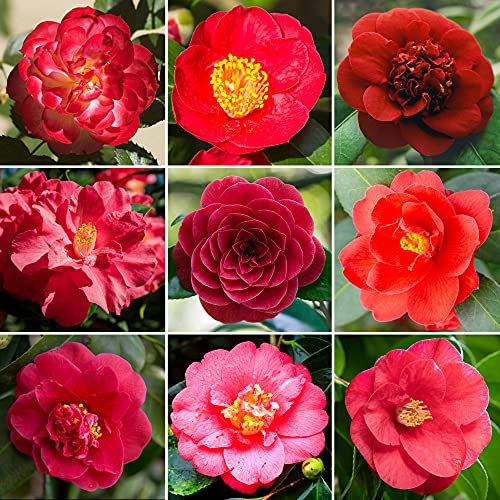 Arbuste Camélia Rouge | Plante à superbes feuilles persistantes prête à planter jardin extérieur en pot