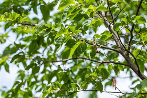 Ostrya carpinifolia 60-100 cm - Hopfenbuche, grüne Blätter, ideal für Hecken und Sichtschutz, winterhart, pflegeleicht