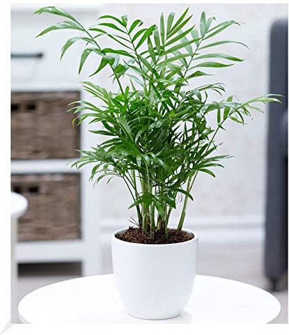 BALDUR Garten Chamaedorea Palme, 1 Pflanze, Luftreinigende Zimmerpflanze, unterstützt das Raumklima, Bergpalme Zimmerpalme, Grünpflanze, mehrjährig - frostfrei halten, Chamaedorea elegans