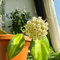 Hoya Pflanze Samen, wachsblume samen, samen anzucht，fensterbank deko blumen garten，pflanzen für draußen blumensamen mehrjährig winterhart，gartenpflanzen balkonpflanzen，schnittblumen 350pcs