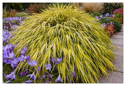 Stauden Gänge 10 x Hakonechloa macra 'Aureola' Japanisches Gold Berggras