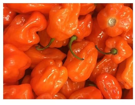 Stk - 4x Pfeffer Habanero - Paprika Chilli Gemüse Garten Pflanzen - Samen KS288 - Seeds & Plants Shop by Ipsa