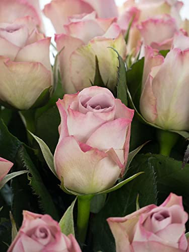 10 Rosen in Lila-Violett - frische echte Stiele in Premium-Qualität - 40 cm - Frischegarantie