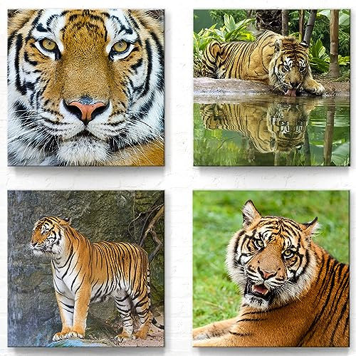 Moderne Deko Bilder für Wohnung und Büro als Leinwandbilder im 4er Set A - 40x40cm je Wandbild. Das Bilder-Set A mit Bildern von Tigern wird aufhängefertig an Sie versandt
