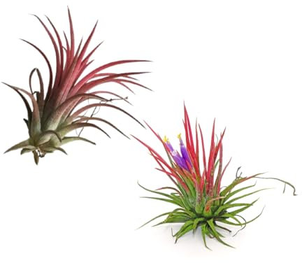 Verdecora Tillandsia Roja | Tillandsia Ionantha Rodd | Planta de Aire | Planta Natural de interior | No necesita tierra | 2 UNIDADES