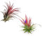 Verdecora Tillandsia Roja | Tillandsia Ionantha Rodd | Planta de Aire | Planta Natural de interior | No necesita tierra | 2 UNIDADES