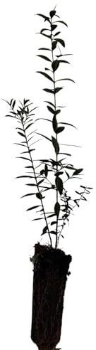 Planta natural Myrtus Comunnis. Mirto. 20-30 cm. En cepellón listos para plantar. Aromática, resistente, atrae polinizadores, ideal para setos, mejora suelos y tiene usos medicinales.