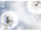 Runa Art Fototapete Blumen Pusteblume 352 x 250 cm Vlies Tapeten XXL Moderne Wandtapete Wohnzimmer Schlafzimmer Blau 9401011a