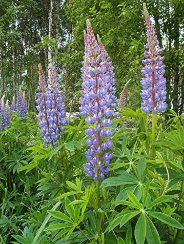 10 Körner Blaue Lupine (Lupinus Angustifolius)
