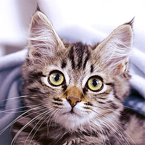 20 Servietten Katze 33cm