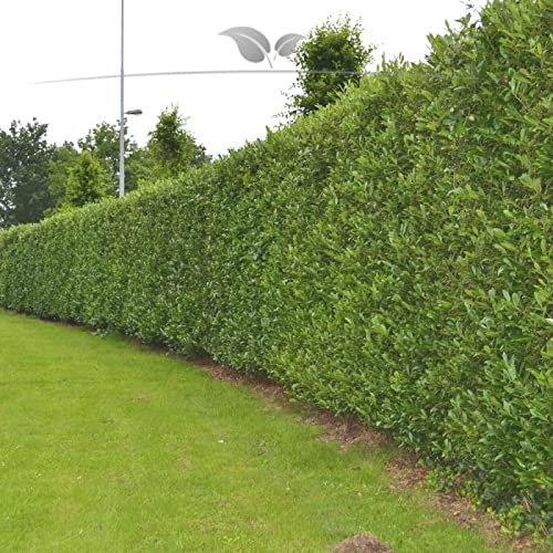 Gardline - Kirschlorbeer Caucasica 60-80 cm. 3-200 Pflanzen. Immergrüne Kirschlorbeer Hecke - 7 St. (ca. 2 Meter)