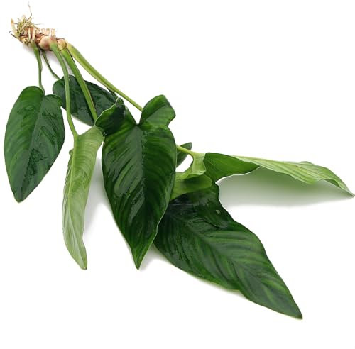 K2AQUA Anubias Hastifolia XL 25-35 Cm Live Aquarium Plants Oxygenating Plant Aquarium Fish Tank Low Maintenance Foreground Midground Freshwater Tropical Beginner Friendly