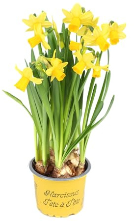 Blumen-Senf 10 Stück Narzissen Tête-à-Tête im 9 cm Topf – Osterglocken für Frühlingserwachen, perfekte Dekoration für Zuhause & Balkon