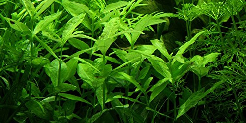 Kleiner Indischer Wasserfreund / Hygrophila polysperma - Wasserpflanzen