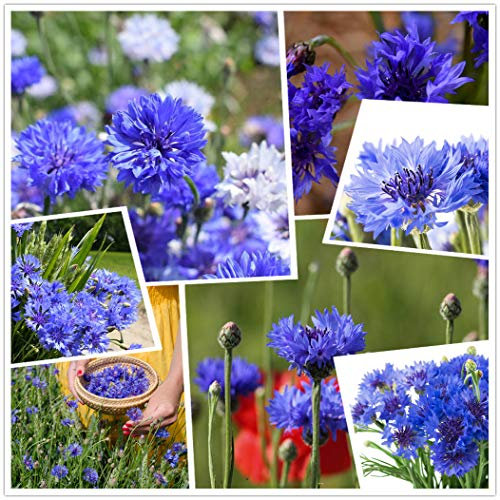 Confezione da 2000 semi di semi blu fiordaliso/celeste