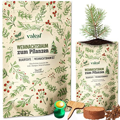 valeaf Weihnachtsbaum Anzucht Set I tolle Geschenk-Idee, Wichtelgeschenke Weihnachten, Nikolausgeschenke und Garten Geschenke I Weihnachtsbaum aus der Dose (Blaufichte 3)