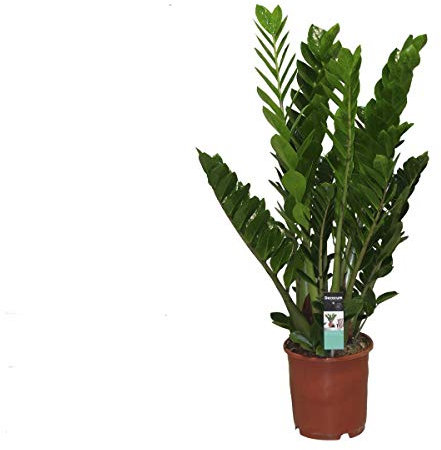 Zamioculcas Zamiifolia Zanzibar Glücksfeder 110-120 cm – Pflegeleichte Zimmerpflanze für Wohlfühlatmosphäre, Luftreinigung & Dekoration