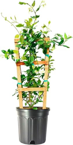 Star Jasmine | 1 Extra Large Trade 3 Gallon Plant | Trachelospermum Jasminoides | Fragrant Climbing Vine | Ideal for Trellises and Arbors