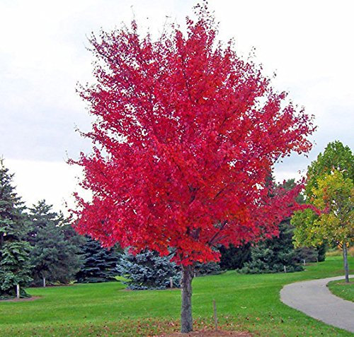 30 semillas / pack Árbol de arce japonés ROJO CON EL PAQUETE HERMÉTICO * * Muy bonito JAPÓN ARCE nuevas semillas