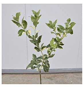 Albero di Limone Rosso 3 anni
