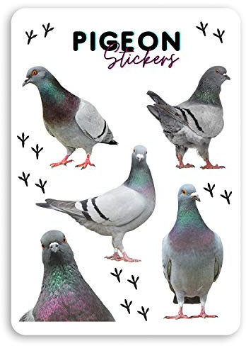 1 x A5-Bogen lustige Tauben-Vogel Vinyl-Aufkleber – Tauben-Aufkleber #34896_A5 (A5)