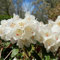 200 pcs rhododendron samen, azaleen, gastgeschenk blumensamen, balkon beet azalee winterhart - Rhododendron simsii - blumen für balkon, bio saatgut blumensaat, balkonpflanzen winterhart