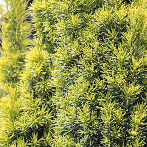 Carbeth Plants - Taxus baccata 'Shining Light' in 9cm Pot - Dwarf Fastigiate Yew - Evergreen Shrub