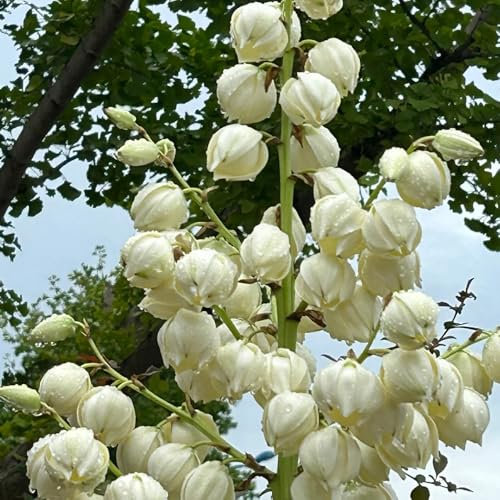 30 pcs Yucca Palmlilie Winterhart Samen - alte sorten, extrem winterharte kübelpflanzen Yucca filamentosa - samen, bodendecker winterhart mehrjährig garten geschenke für frauen, winterharte