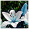 Lilium martagon zwiebeln,Winterharte mehrjährig,Dekorative Blumen,lilien Deko,lilie Riesen,Lilien im topf,Lilie,duft lilien,lilien knollen,lilien zwiebeln winterhart.-10 zwiebeln-F