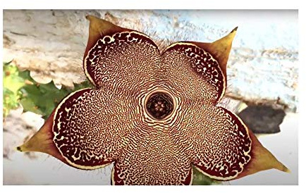 Pezzi - 3x Edithcolea Grandis Succulente Piante Della Seta Piante - Seme B1404 - Seeds & Plants Shop by Ipsa