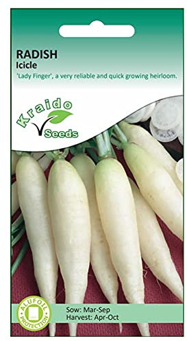 White Radish Seeds for Planting UK - Icicle - 500 Seeds