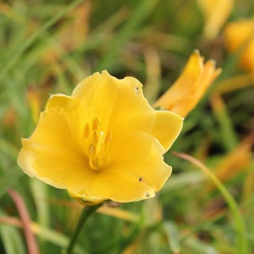 6x Taglilie 'Stella de Oro' - Hemerocallis ‘Stella de Oro’ - Topf 9x9cm