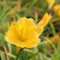6x Taglilie 'Stella de Oro' - Hemerocallis ‘Stella de Oro’ - Topf 9x9cm