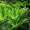 10 pcs zimmertanne samen - balkon beet, winterharte stauden dauerblüher zimmertanne kaufen - Araucaria Heterophylla - saatgut alte sorten, zimmerpflanze bodendecker winterhart mehrjährig,