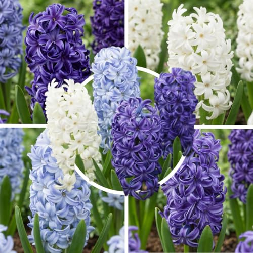 Hyazinthen Zwiebeln Winterhart Mehrjährig - 15 Blumenzwiebeln | Duftende Hyazinthenzwiebeln aus Holland, Sorte Ozeanbrise, für Garten, Topf und Balkon, Blüte März-April (kein Samen)