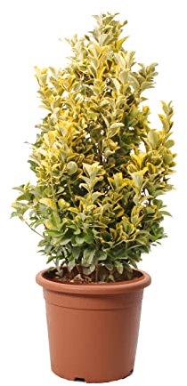 KENTIS - Euonymus Japonicus Aurea - Japanischer Spindelstrauch – Winterharte Pflanzen für Garten - Hoch 100-125 cm Topf Ø 30 cm