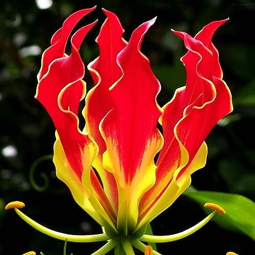 kiskick Flamme Lilie Samen Blume,10Pcs Pflanze Home Garten Büro Dach Bonsai Balkon Dekor Samen der Flammenlilie