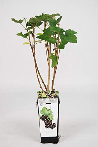 5 PIANTE DI RIBES NERO SU VASO ALTO CM 12
