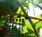 Pomodoro, uva, lampone, kiwi vite clip di supporto per piante da giardino clip per verdure gancio fisso per piante fibbia per viti adatta per filo 9 # -12 # (200)