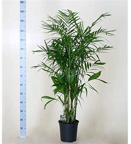 Chamaedorea seifrizii 120-140 cm – Bambuspalme, Pflegeleichte Zimmerpflanze für Zuhause, Dekorative Grünpflanze