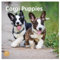 Bright Day Monats-Wandkalender 2024 Corgi Puppies, 30,5 x 30,5 cm, niedliches Geschenk für Hunderassen