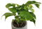 Rhaphidophora Tetrasperma (Monstera Minima) – Exotische Kletterpflanze in Blähton Hydrokultur – Schnellwachsend & pflegeleicht – Luftreinigende Zimmerpflanze – Ideal für Rankhilfen & Urban Jungle