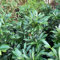Kirschlorbeer in verschiedenen Sorten, Formen und Farben - Prunus lauracerasus - Qualitätspflanzen von Garten Schlüter (30-40 cm, Sofia)