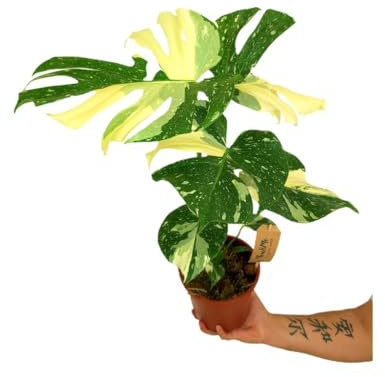 PLANTA NATURAL | MONSTERA THAI CONSTELATION M17 50CM | EXCLUSIVA DE COLECCIÓN | DECORACIÓN INTERIOR HOGAR