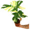 PLANTA NATURAL | MONSTERA THAI CONSTELATION M17 50CM | EXCLUSIVA DE COLECCIÓN | DECORACIÓN INTERIOR HOGAR
