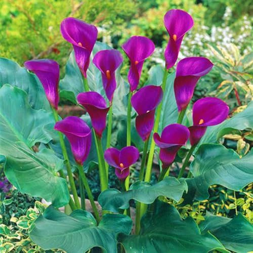 Calla Lily Bulbs-Calla Lily Bulbs for Planting Now UK,Hardy Perennial,Plant Bulbs,Wedding Flowers,Garden Flowers-2bulbs-a